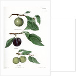 Plum varieties by Ebenezer Emmons junior