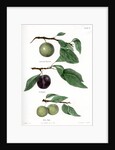 Plum varieties by Ebenezer Emmons junior