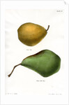 Pear varieties by George T Sandford