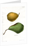 Pear varieties by George T Sandford