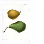 Pear varieties by George T Sandford