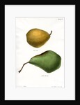 Pear varieties by George T Sandford
