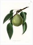 ‘Beurre d’Amalis’ by Ebenezer Emmons junior