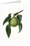 ‘Beurre d’Amalis’ by Ebenezer Emmons junior
