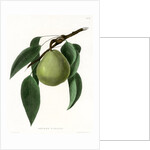 ‘Beurre d’Amalis’ by Ebenezer Emmons junior