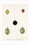 Gooseberry varieties by Frederick J Swinton
