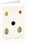 Gooseberry varieties by Frederick J Swinton