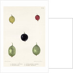 Gooseberry varieties by Frederick J Swinton