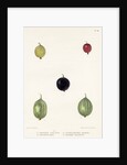 Gooseberry varieties by Frederick J Swinton
