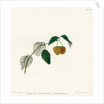 ‘Yellow Antwerp raspberry’ by Frederick J Swinton
