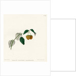 ‘Yellow Antwerp raspberry’ by Frederick J Swinton