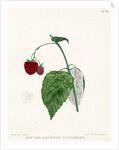 ‘New Red Antwerp raspberry’ by Frederick J Swinton