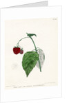 ‘New Red Antwerp raspberry’ by Frederick J Swinton