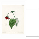 ‘New Red Antwerp raspberry’ by Frederick J Swinton