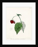 ‘New Red Antwerp raspberry’ by Frederick J Swinton