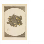 Butterfly egg cases by Martin Frobene Ledermuller