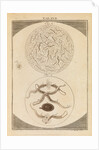 Nematodes by Martin Frobene Ledermuller