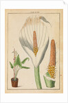 Arum lily by Martin Frobene Ledermuller