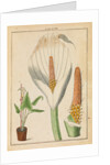Arum lily by Martin Frobene Ledermuller