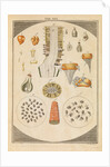 Arum lily dissected by Martin Frobene Ledermuller