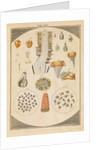 Arum lily dissected by Martin Frobene Ledermuller