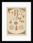 Arum lily dissected by Martin Frobene Ledermuller