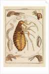 Fleas by Martin Frobene Ledermuller