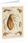 Fleas by Martin Frobene Ledermuller