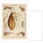 Fleas by Martin Frobene Ledermuller