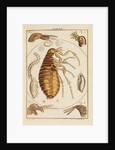Fleas by Martin Frobene Ledermuller
