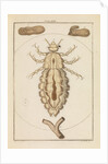 Head louse by Martin Frobene Ledermuller