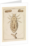 Head louse by Martin Frobene Ledermuller