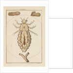 Head louse by Martin Frobene Ledermuller