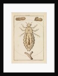 Head louse by Martin Frobene Ledermuller