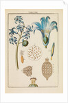 Blue hyacinth pollen by Martin Frobene Ledermuller