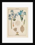 Blue hyacinth pollen by Martin Frobene Ledermuller
