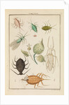 Aphids by Martin Frobene Ledermuller