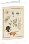 Aphids by Martin Frobene Ledermuller
