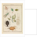 Aphids by Martin Frobene Ledermuller