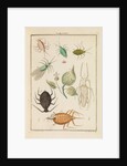 Aphids by Martin Frobene Ledermuller