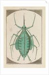 Aphid by Martin Frobene Ledermuller