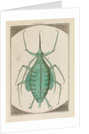 Aphid by Martin Frobene Ledermuller