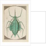 Aphid by Martin Frobene Ledermuller