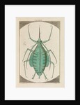 Aphid by Martin Frobene Ledermuller