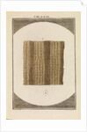 Cork by Martin Frobene Ledermuller