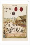 Cochineal by Martin Frobene Ledermuller