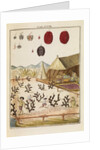 Cochineal by Martin Frobene Ledermuller