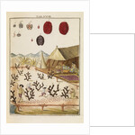 Cochineal by Martin Frobene Ledermuller