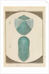 Fish scales by Martin Frobene Ledermuller