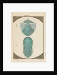 Fish scales by Martin Frobene Ledermuller